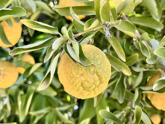 Photo of dieaqsed fruit
